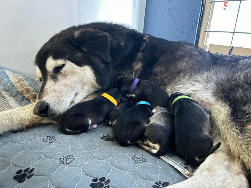 dog-image