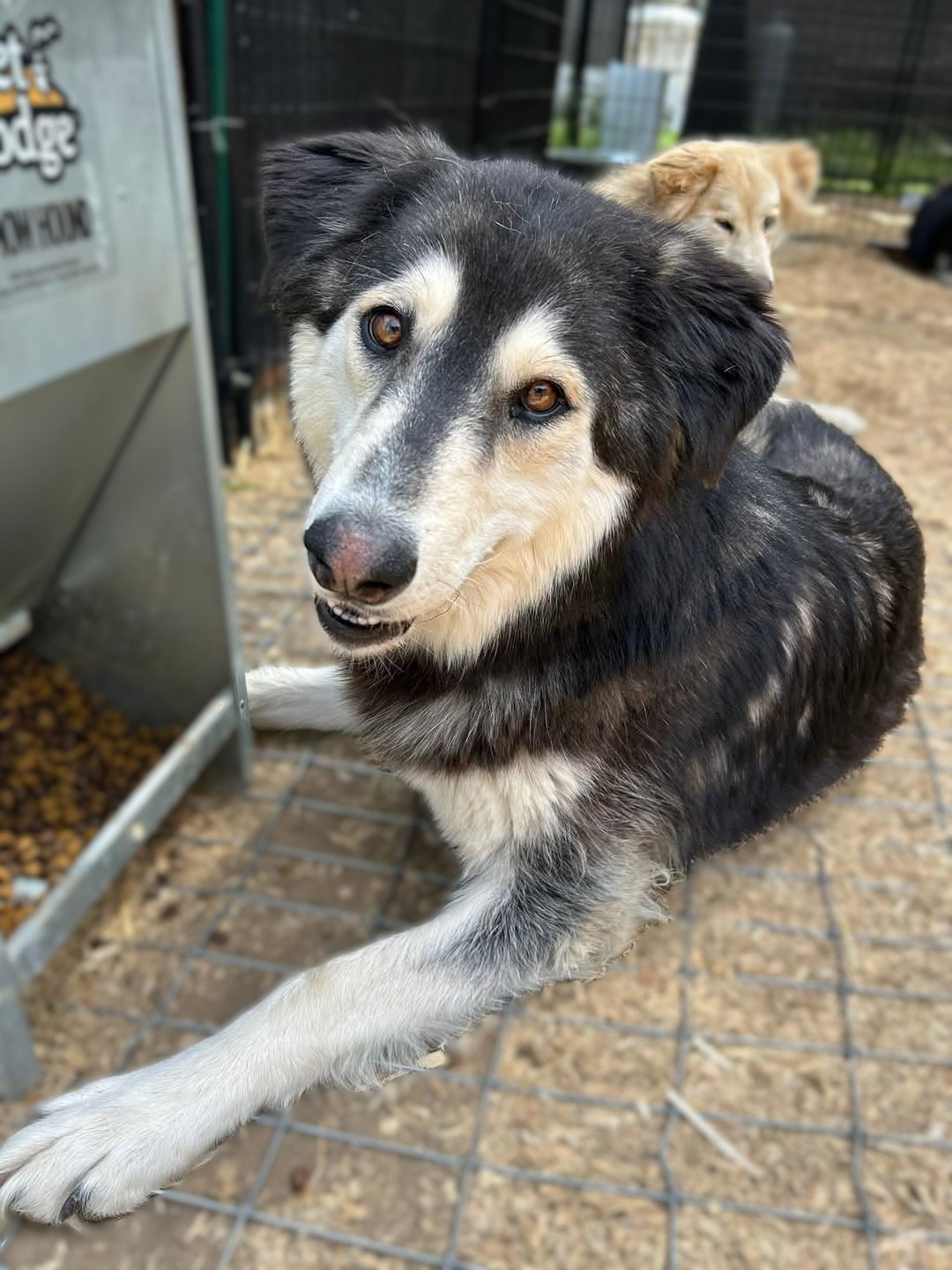 dog-image