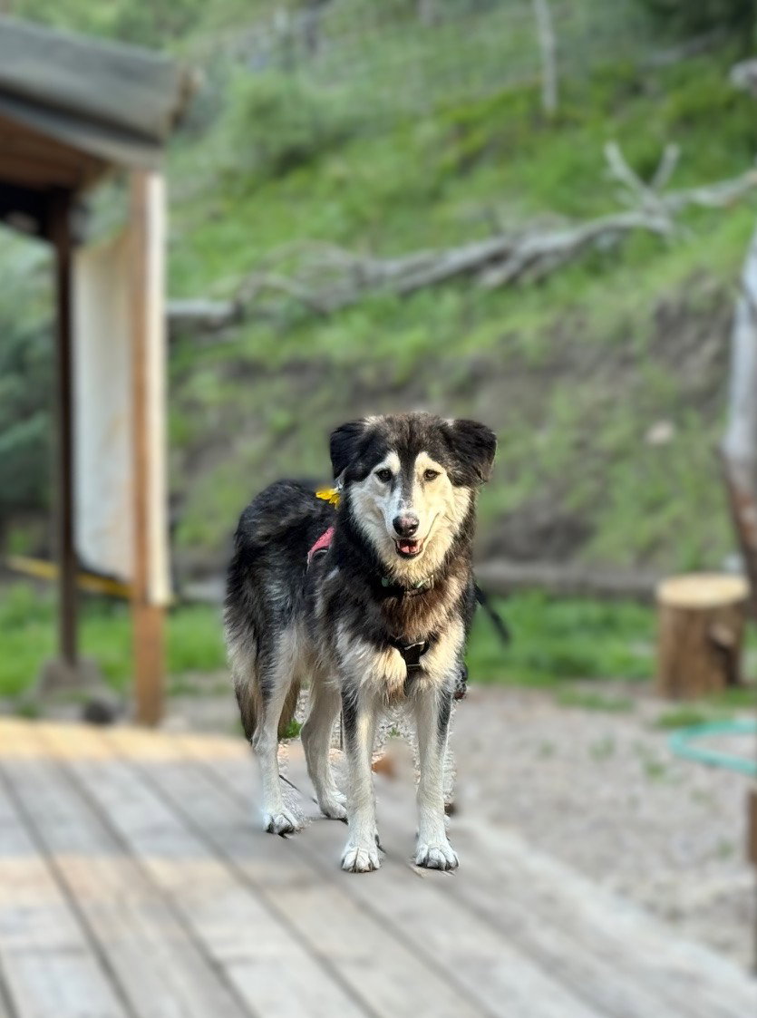 dog-image