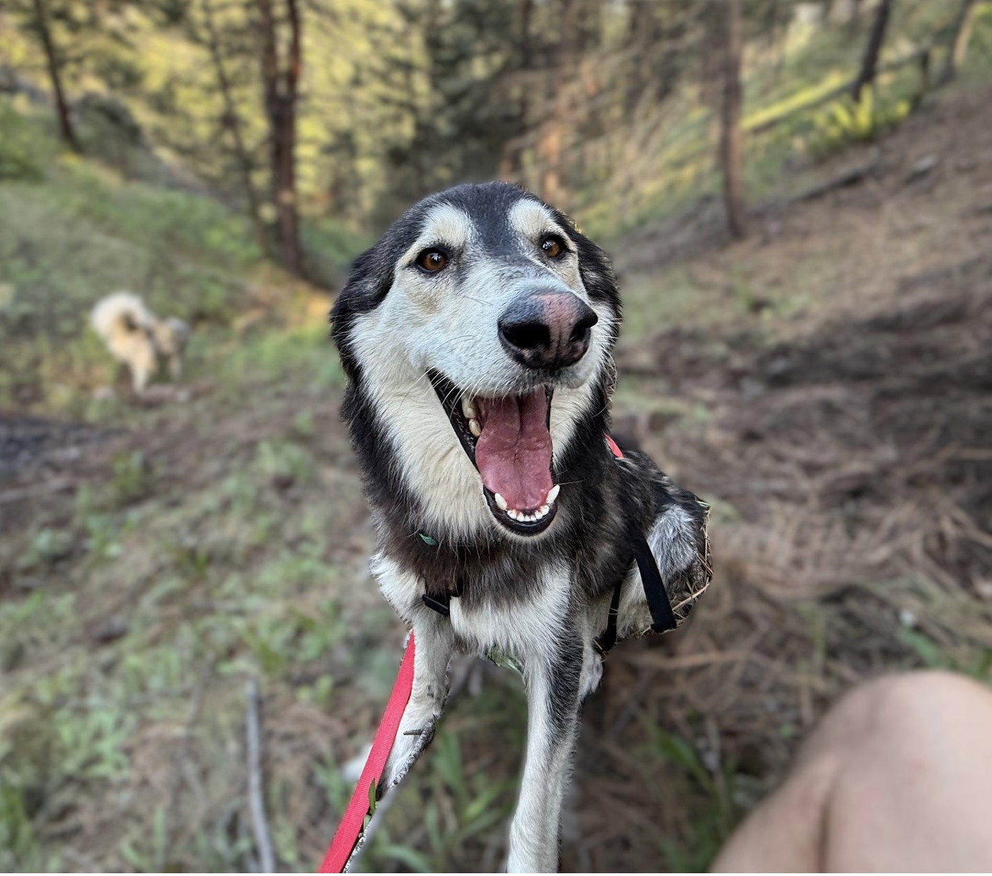 dog-image