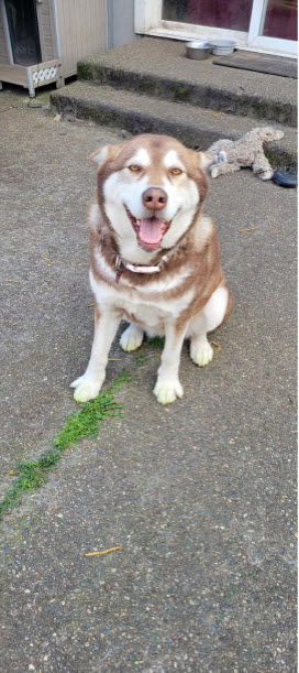 LADY BEAR