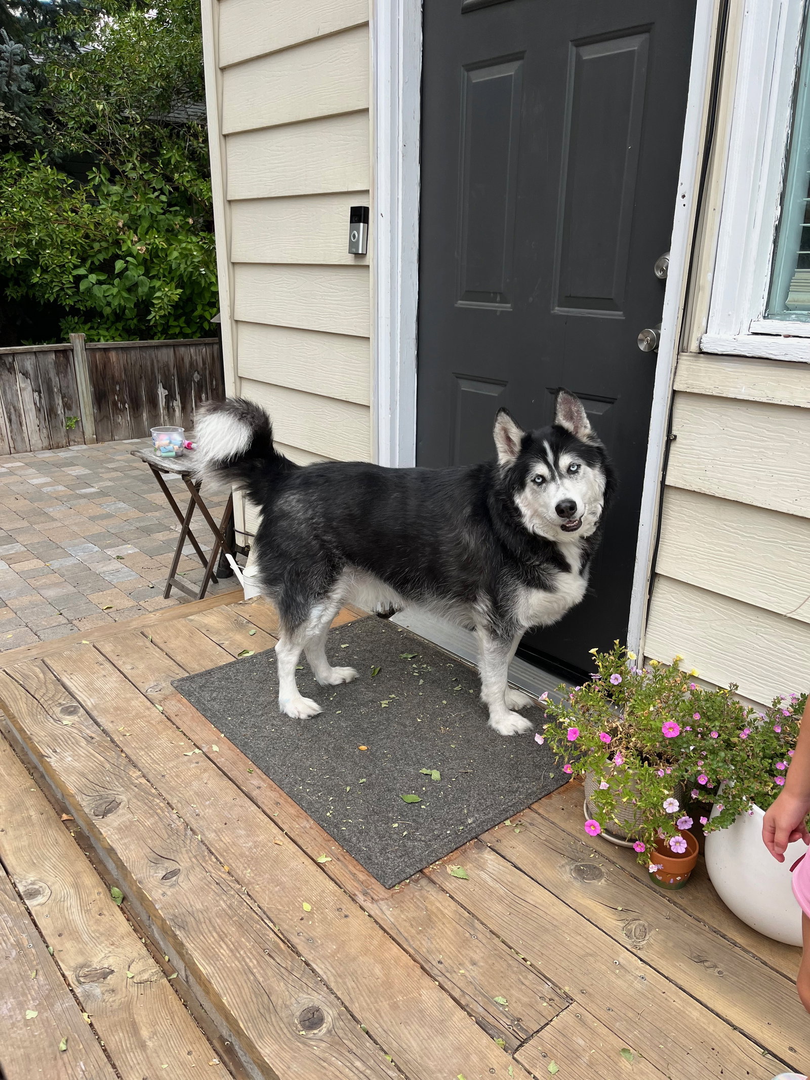 dog-image