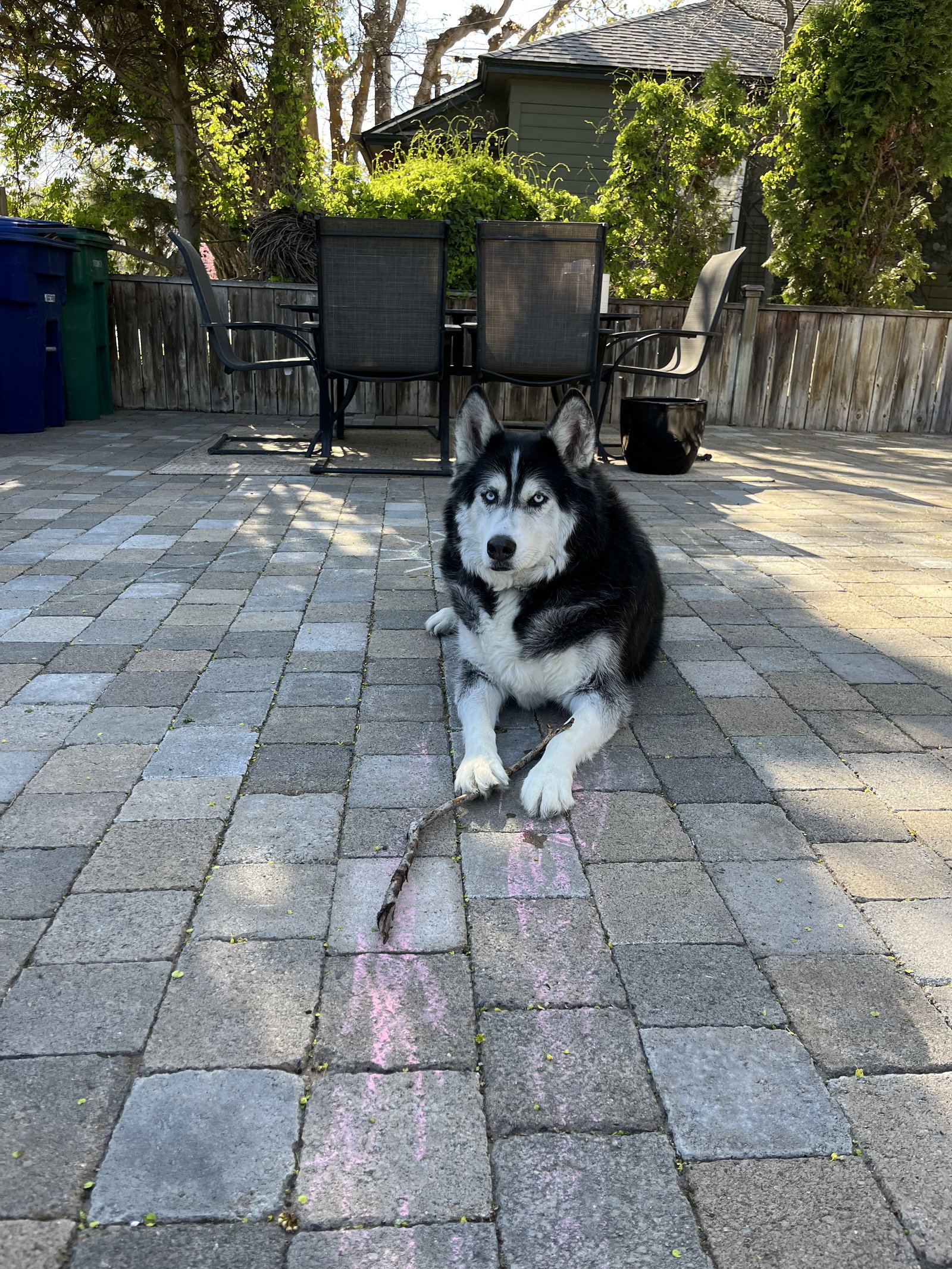 dog-image