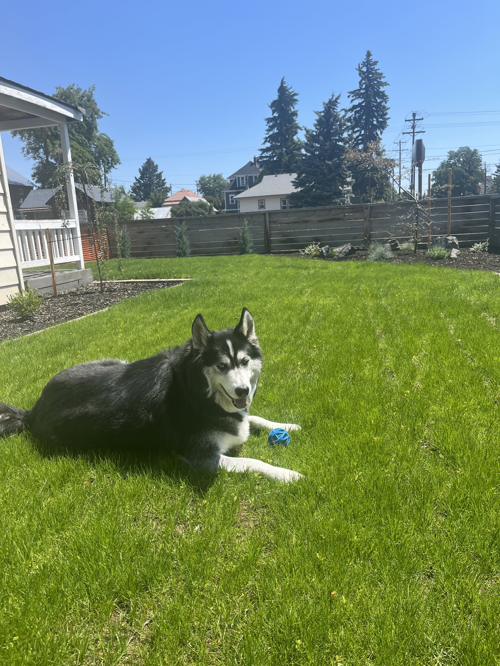 dog-image