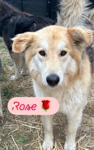 dog-image
