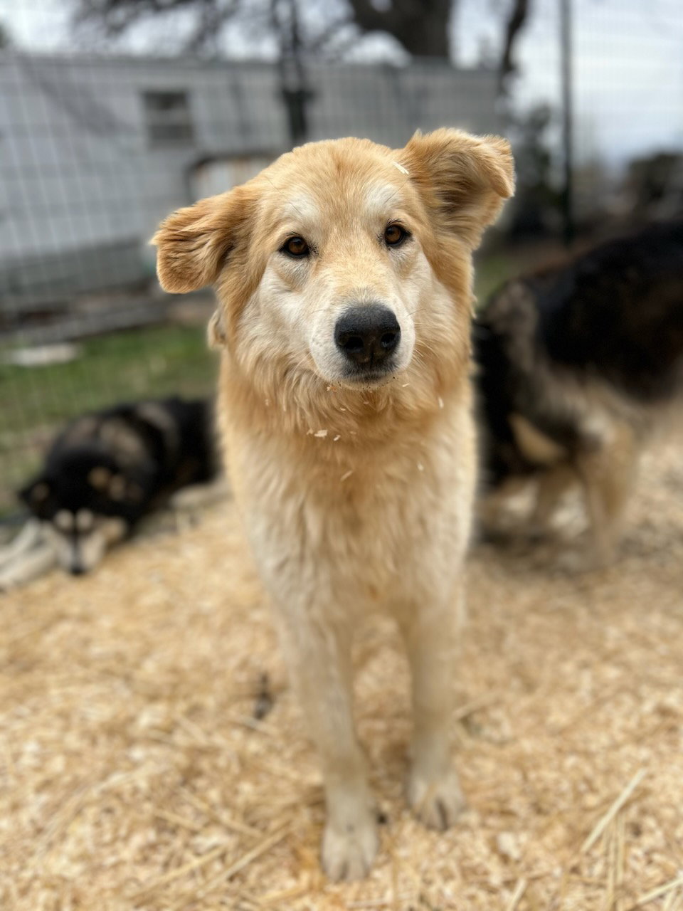 dog-image