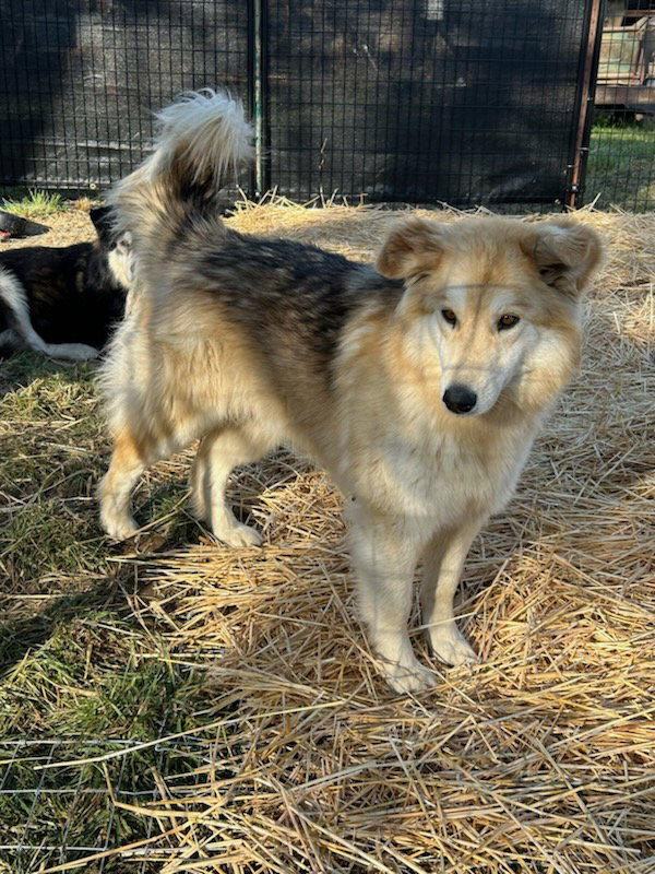 dog-image