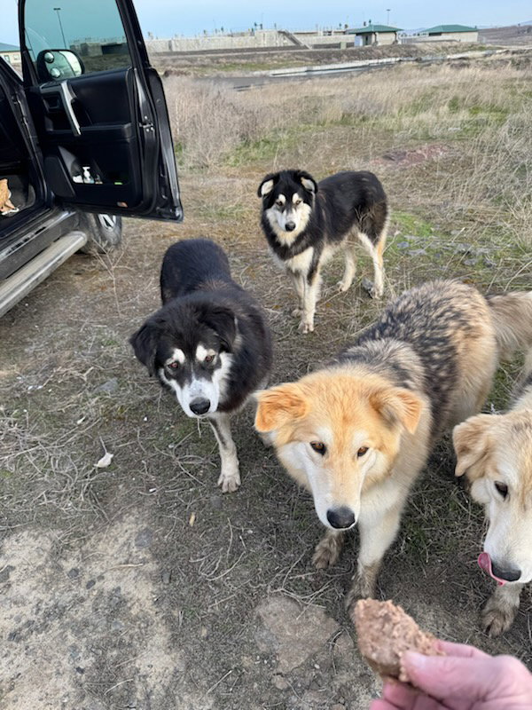 dog-image