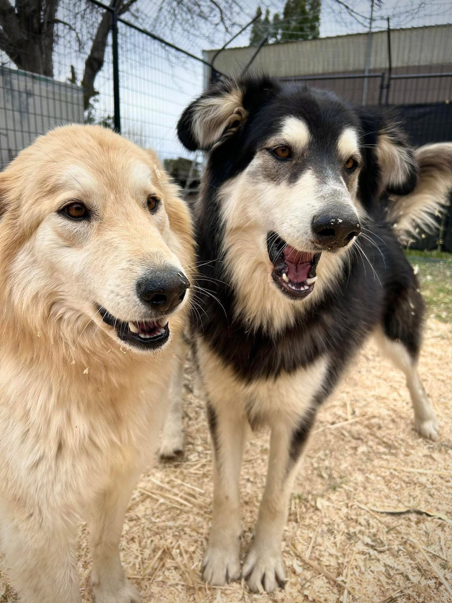 dog-image