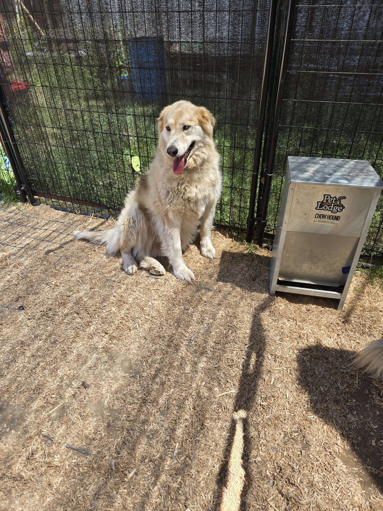 dog-image