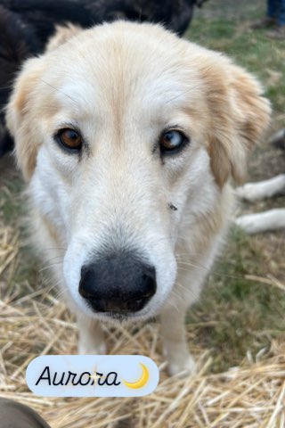 dog-image
