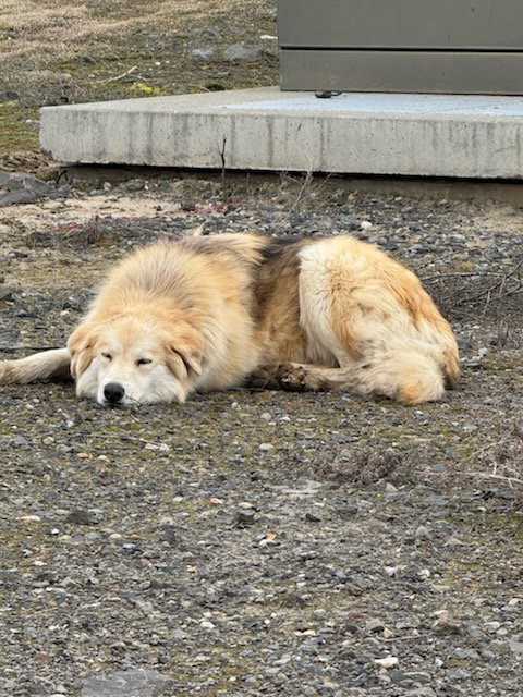 dog-image
