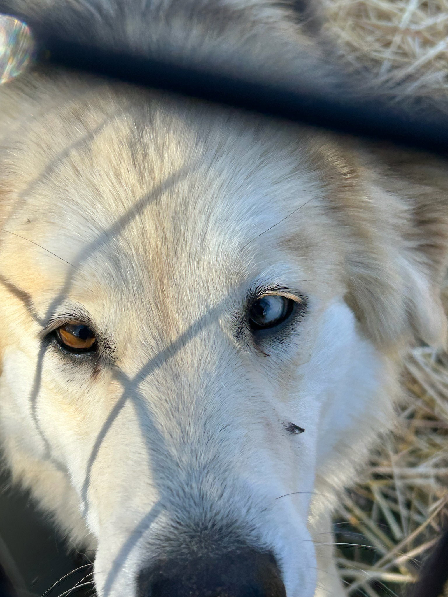 dog-image