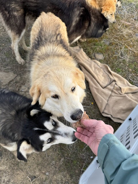 dog-image