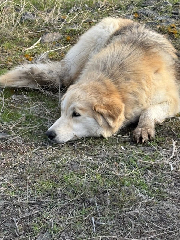 dog-image