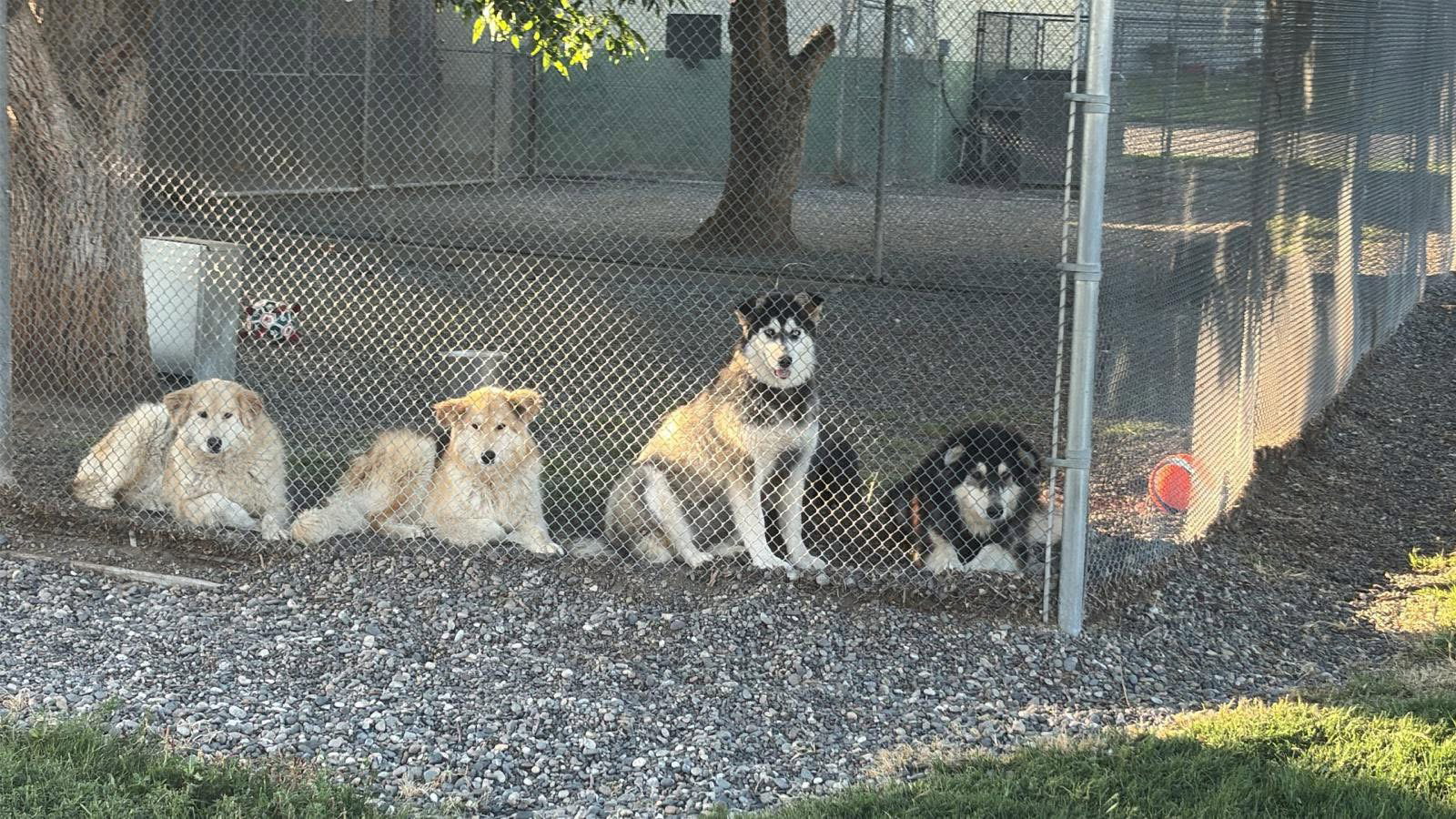 dog-image