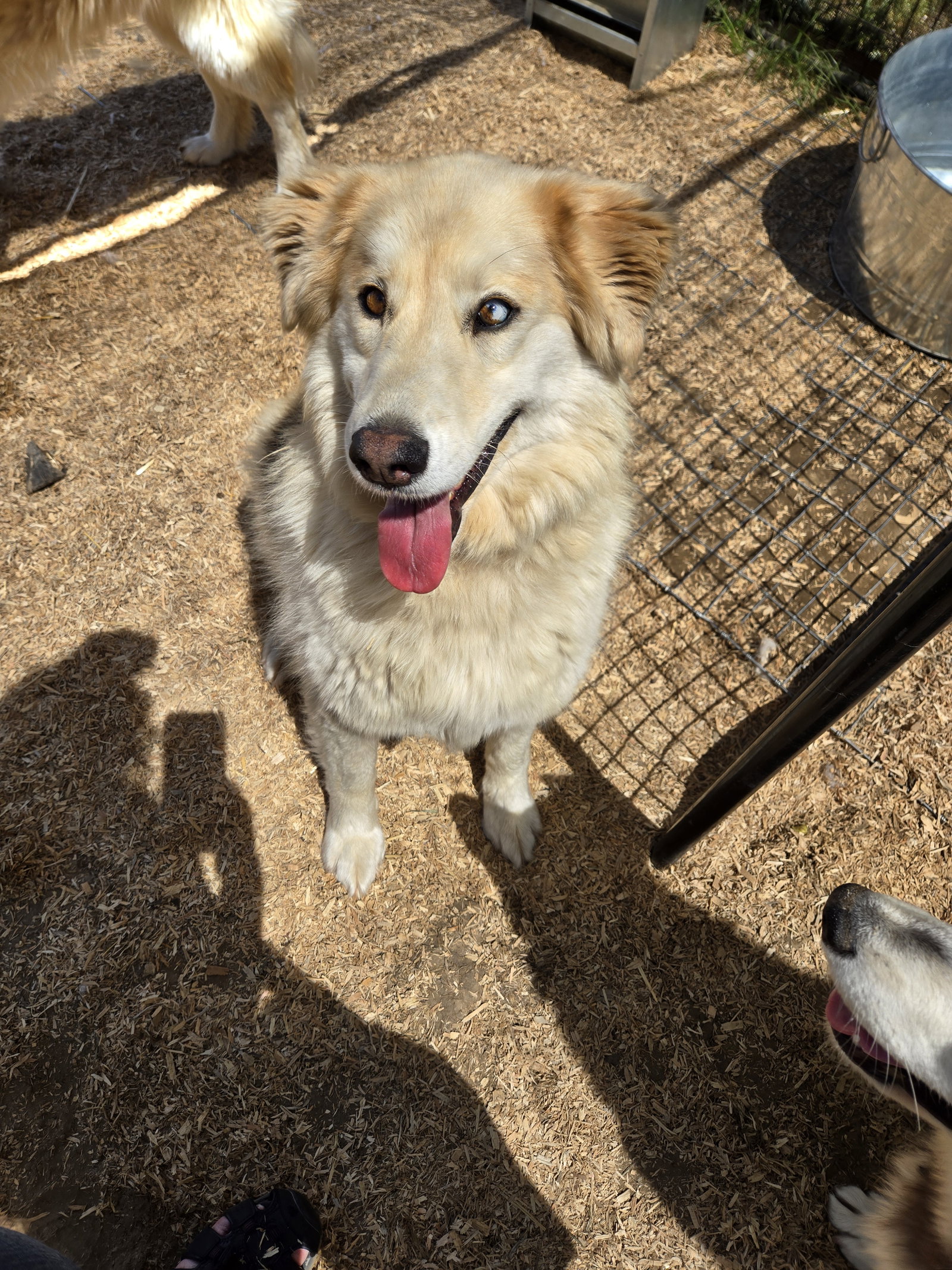 dog-image