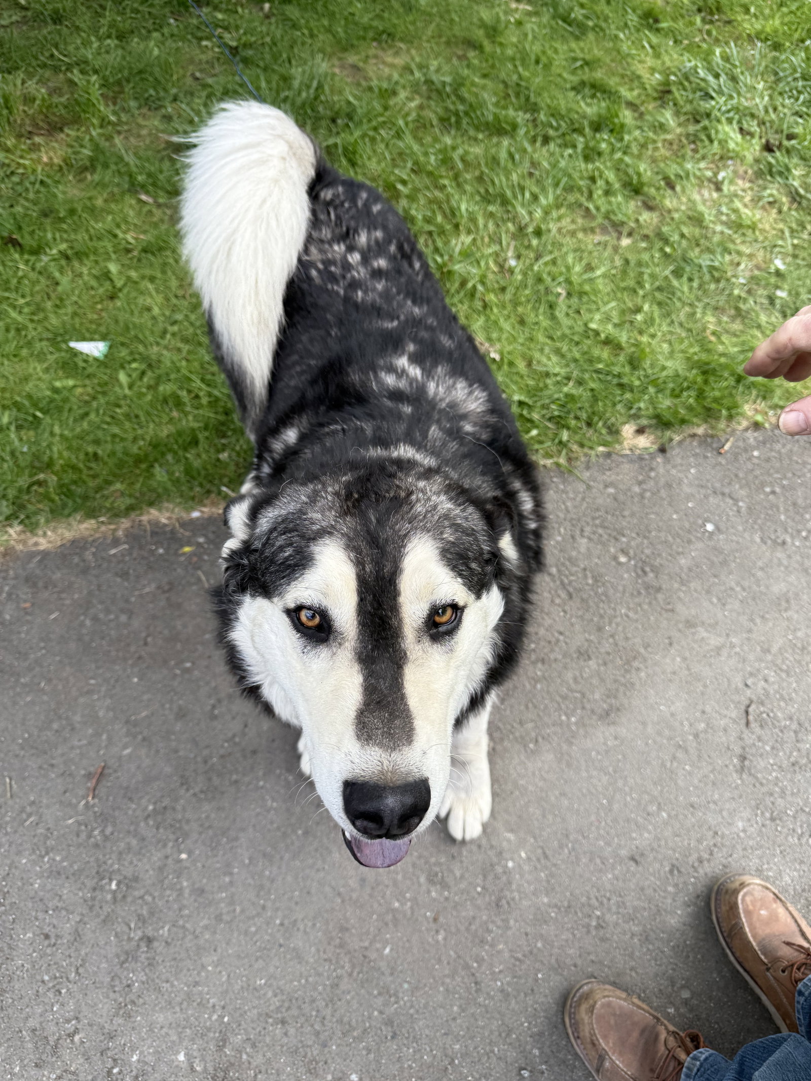 dog-image