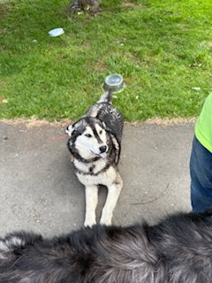 dog-image