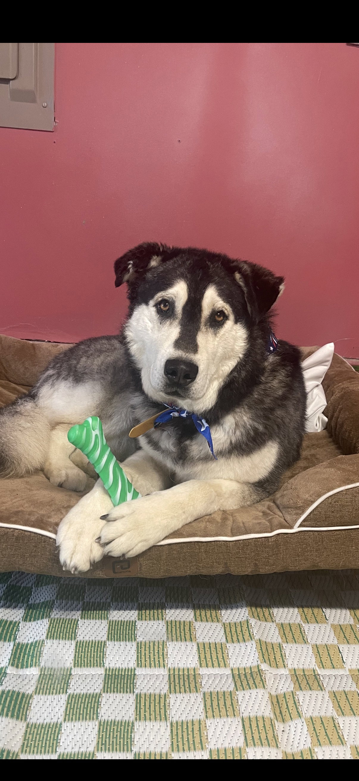 dog-image