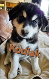 KODIAK