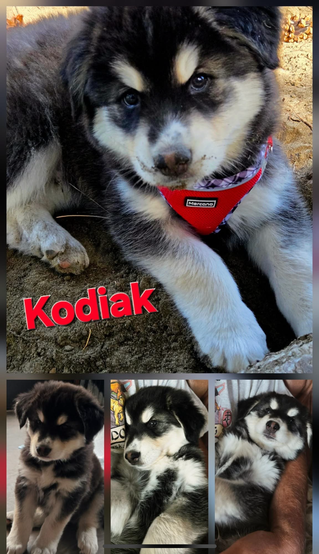 dog-image