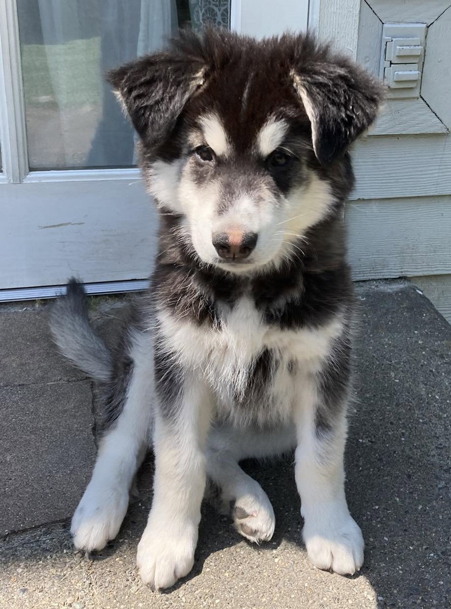 KODIAK