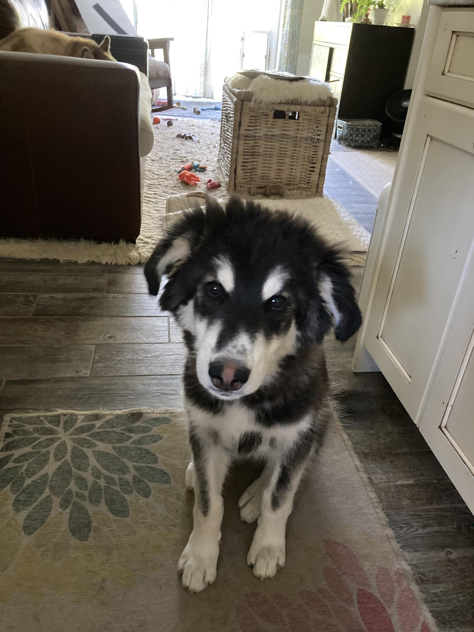 dog-image