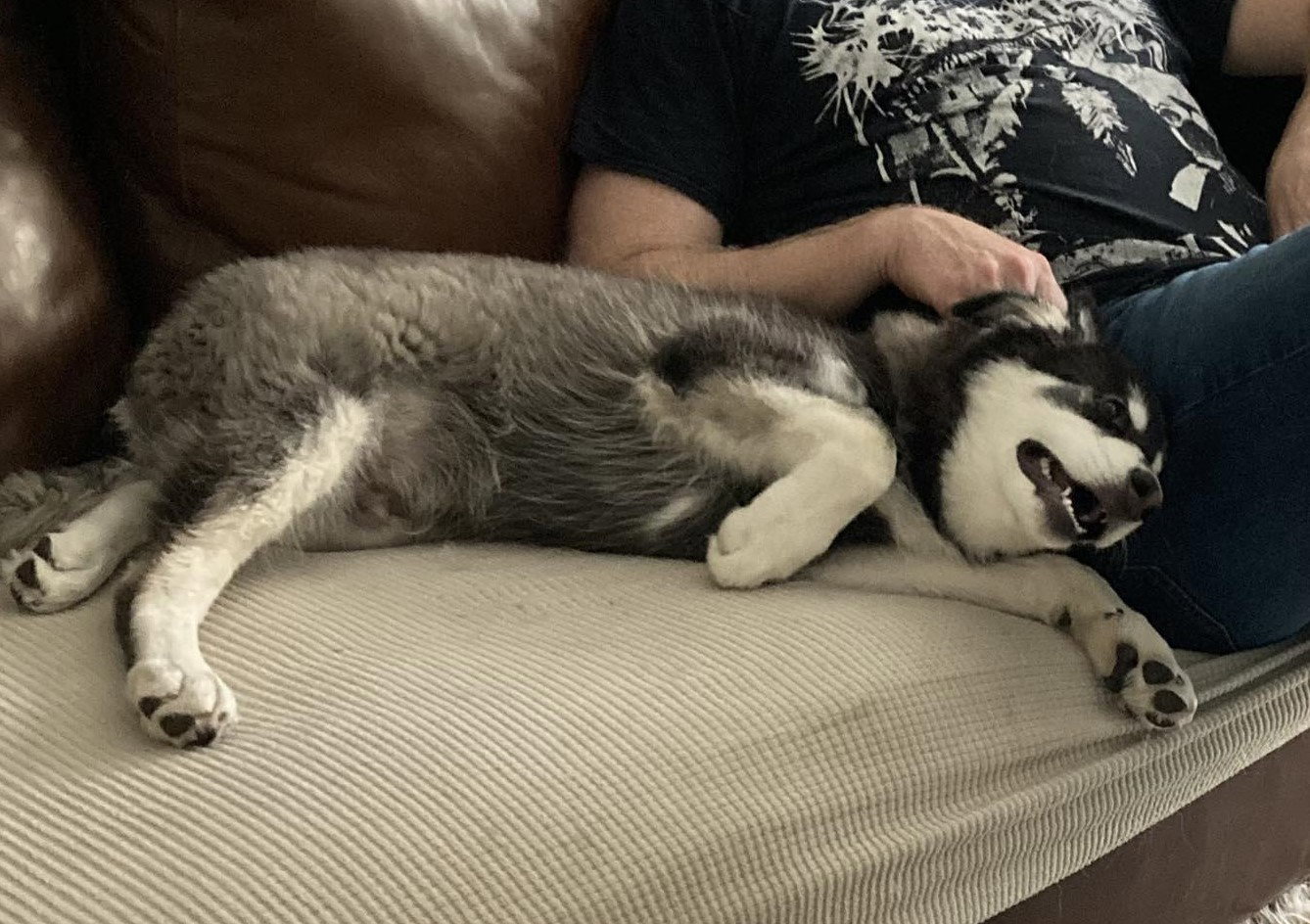 dog-image