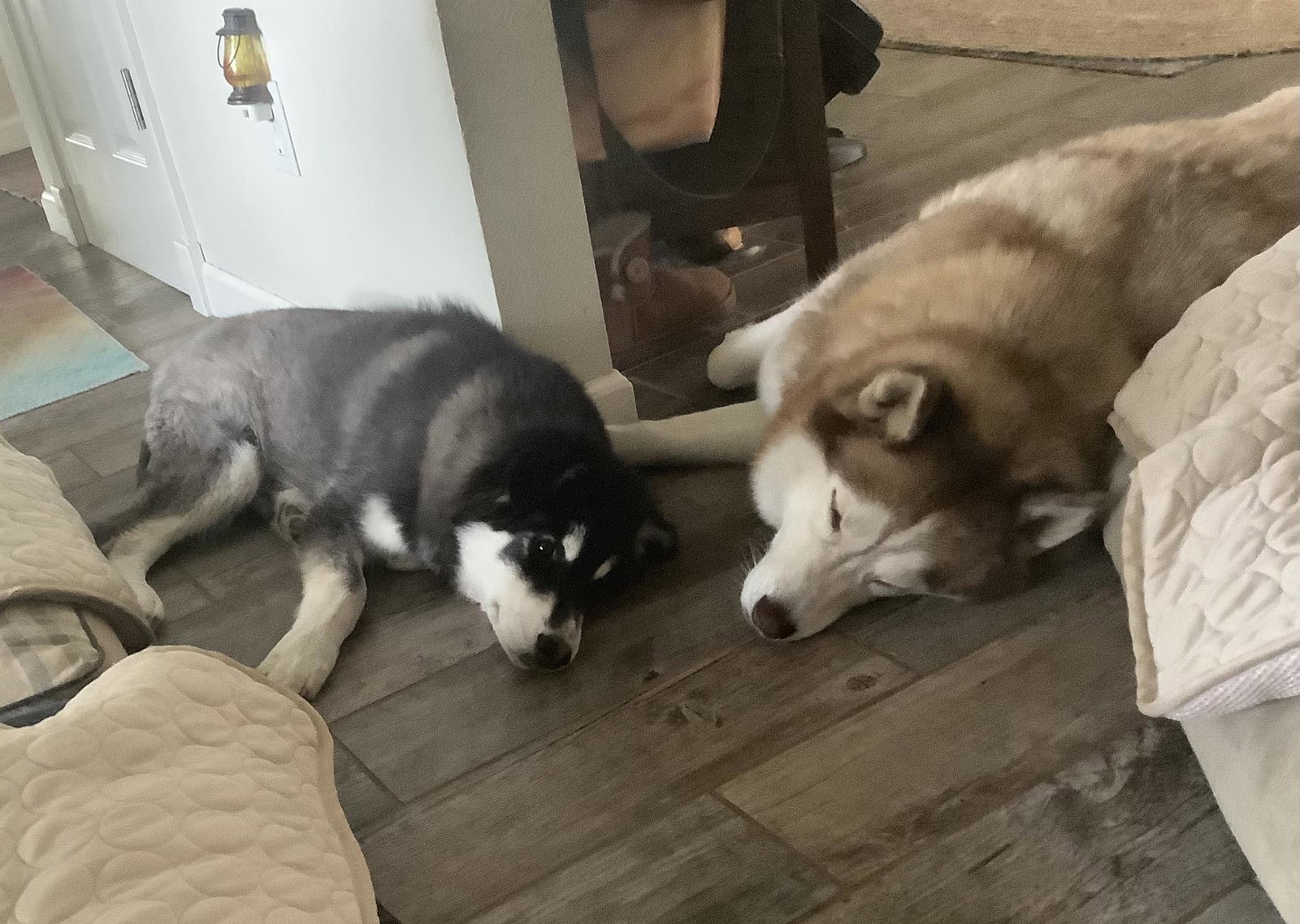 dog-image