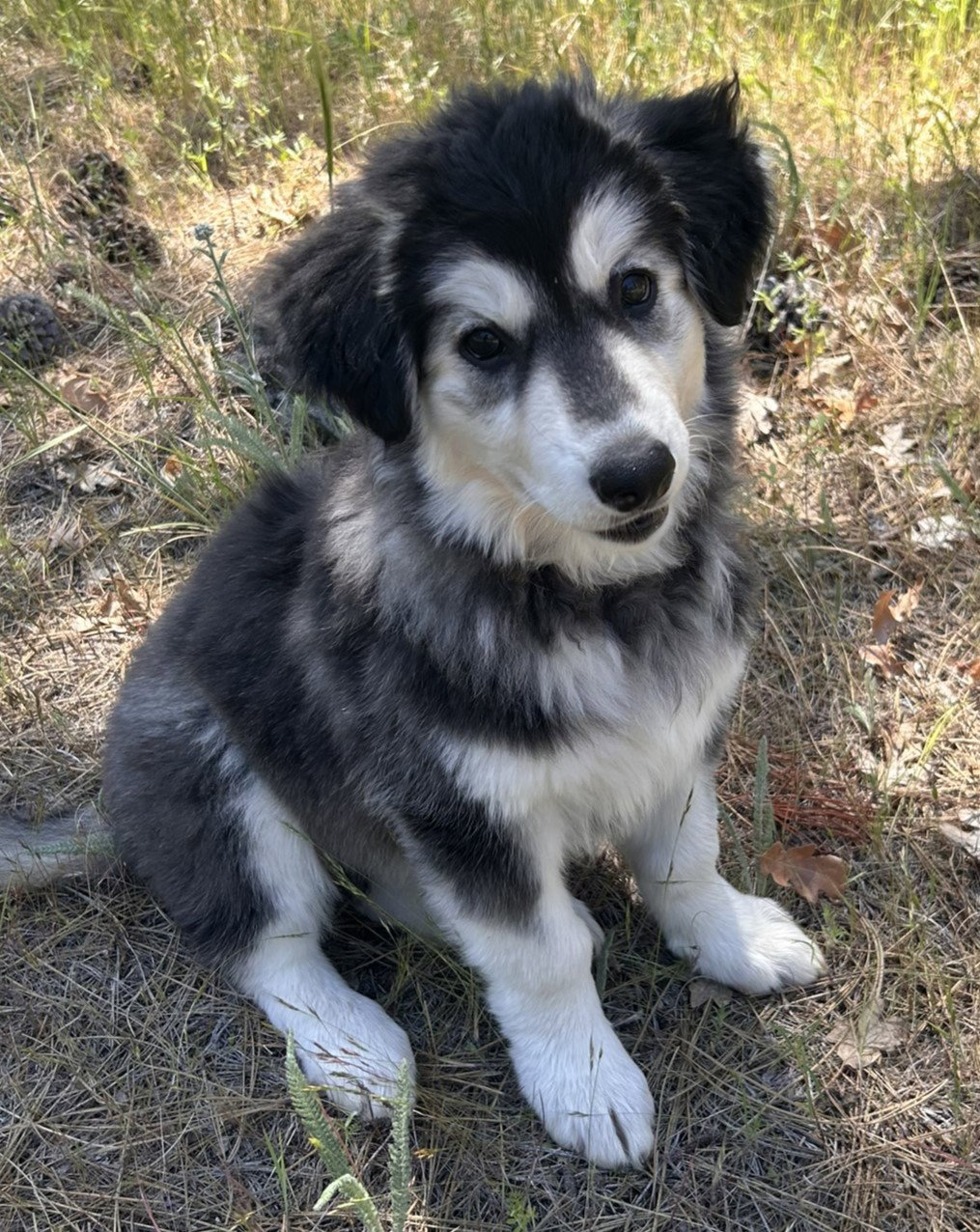 dog-image