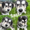 SAGE