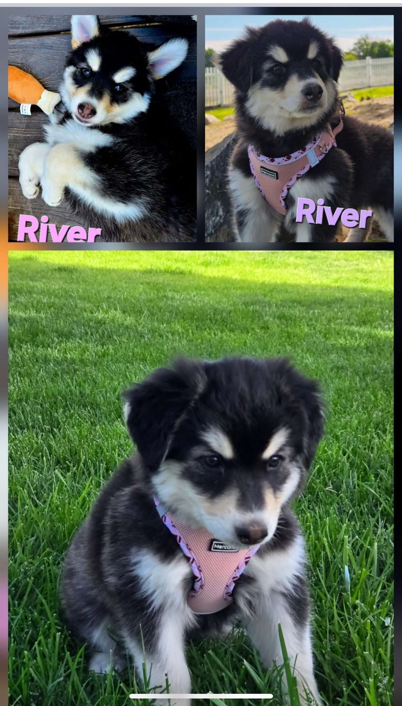 dog-image