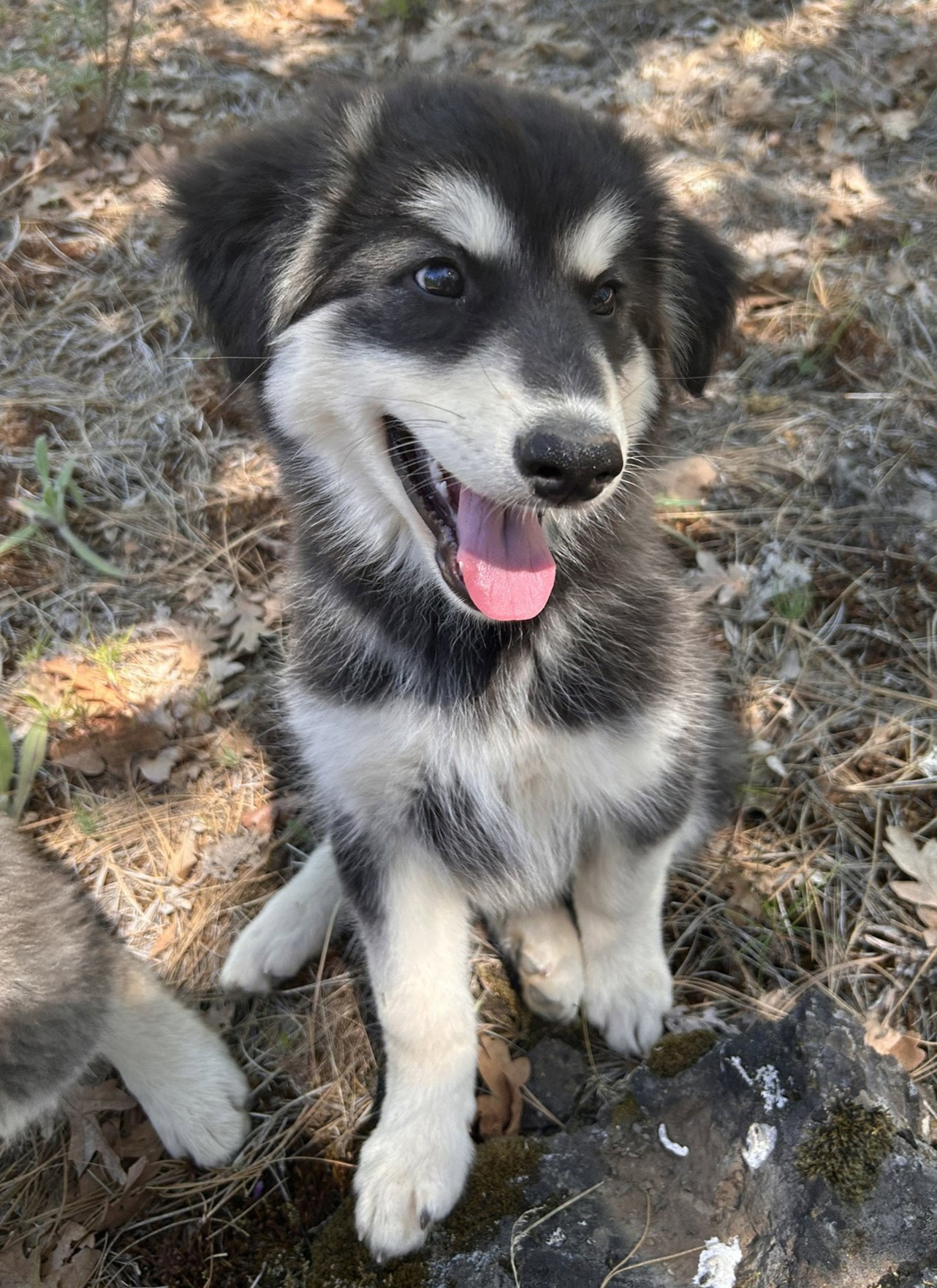 dog-image
