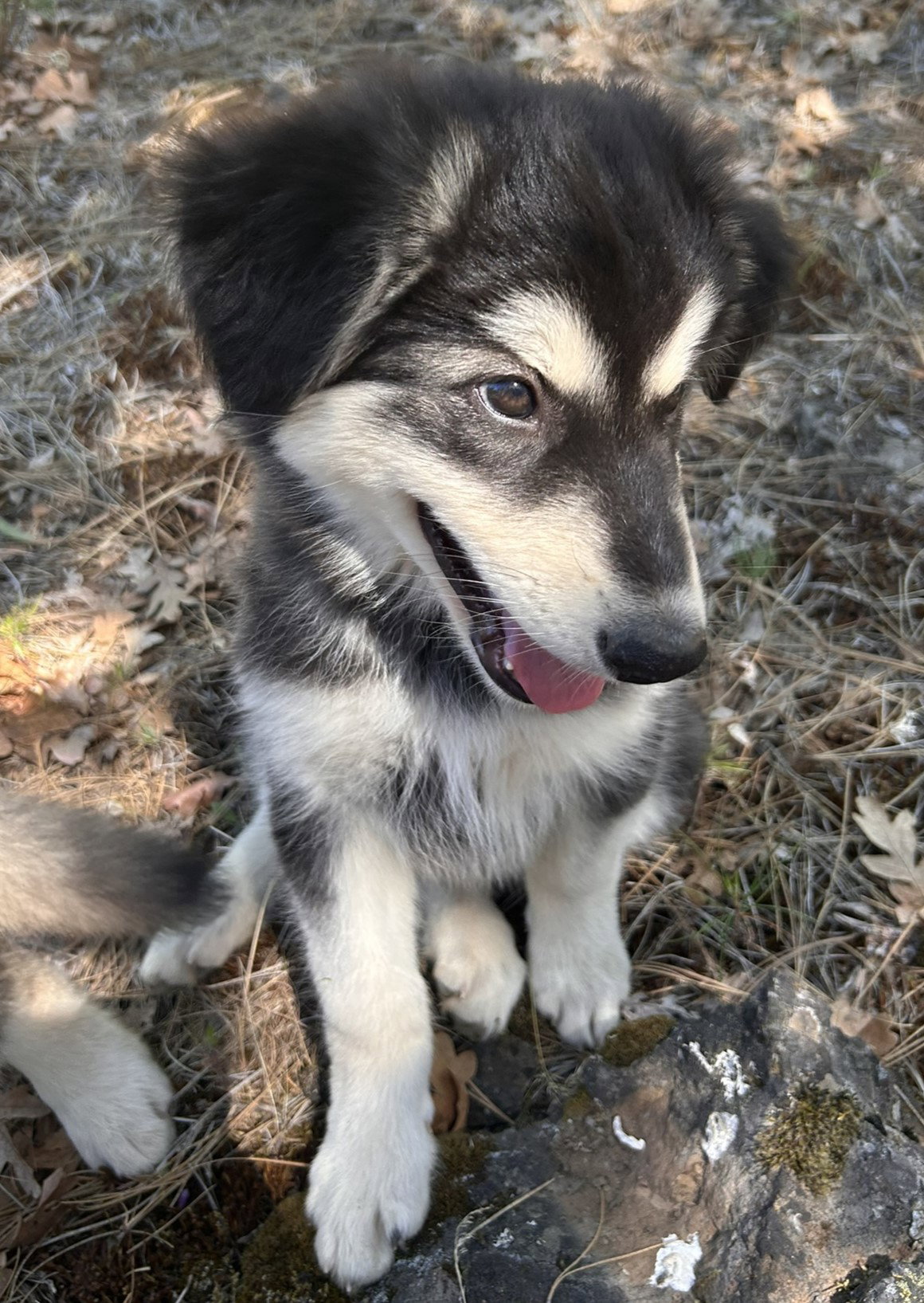 dog-image