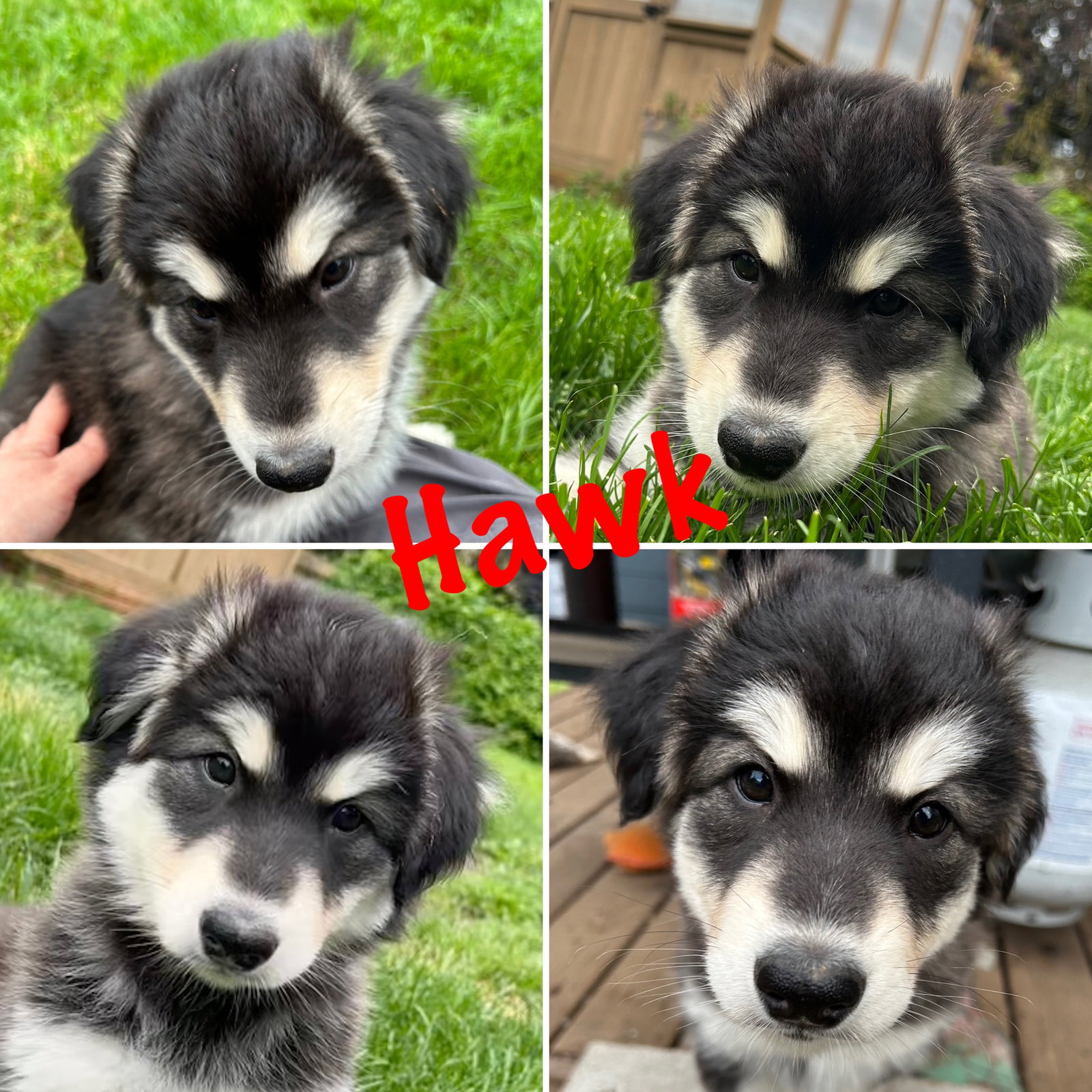 dog-image