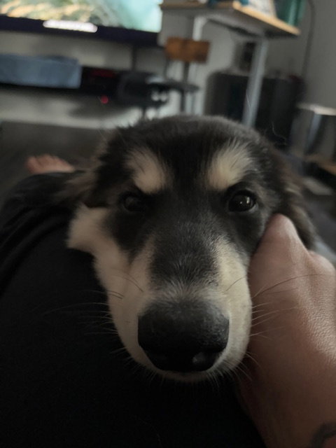 dog-image