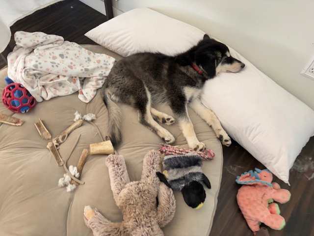 dog-image