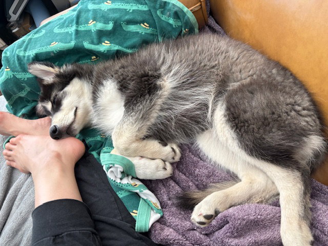 dog-image
