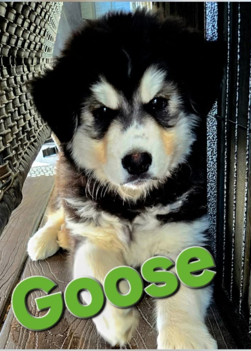 GOOSE
