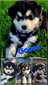 GOOSE