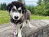 adoptable Dog in  named GOOSE