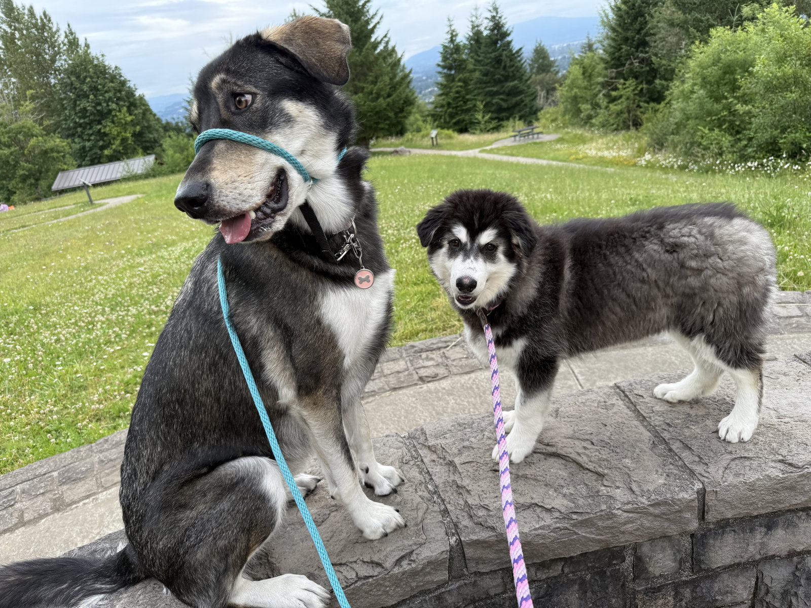 dog-image