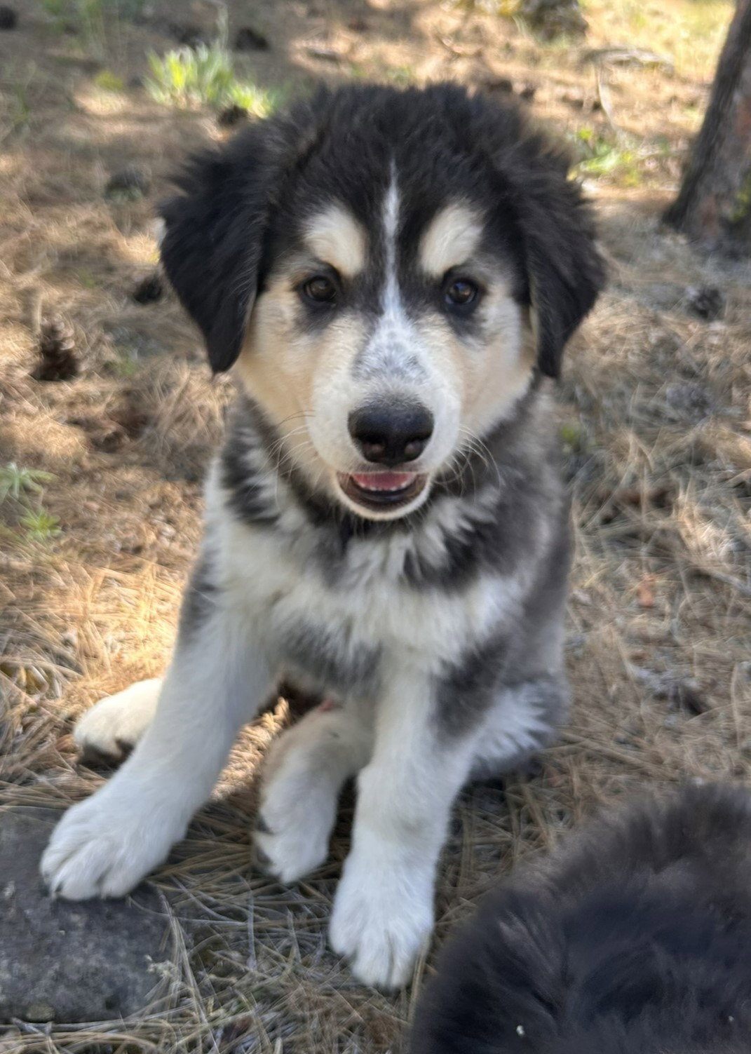 dog-image