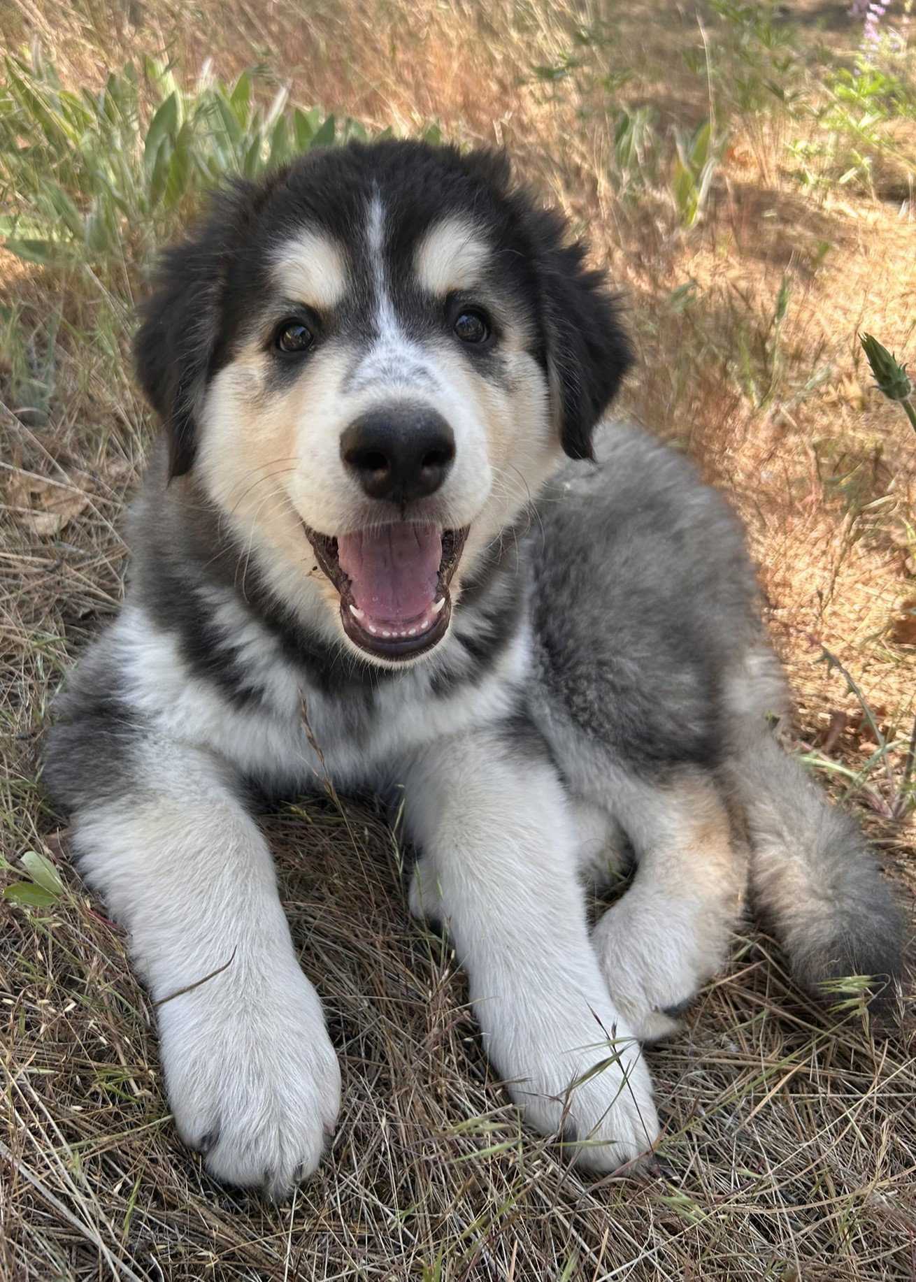 dog-image