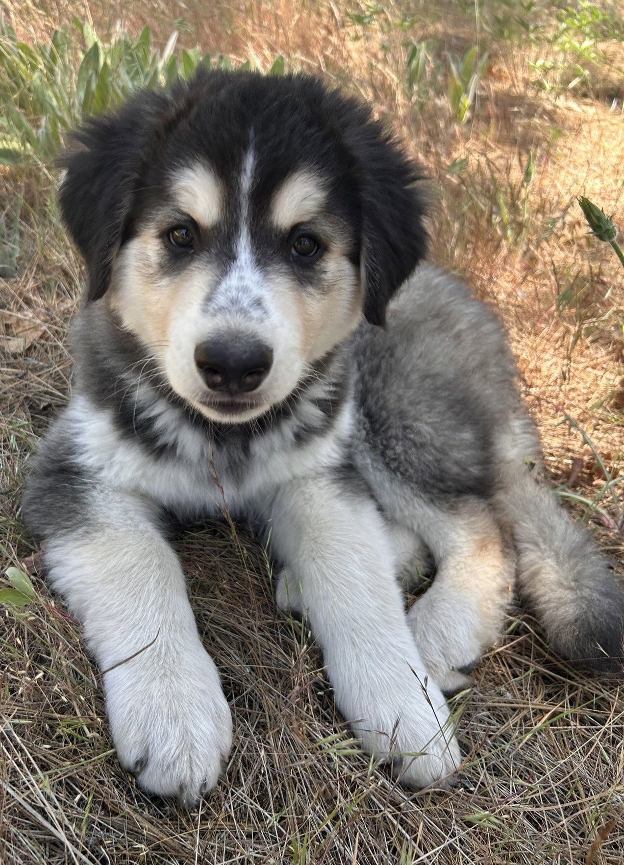 dog-image