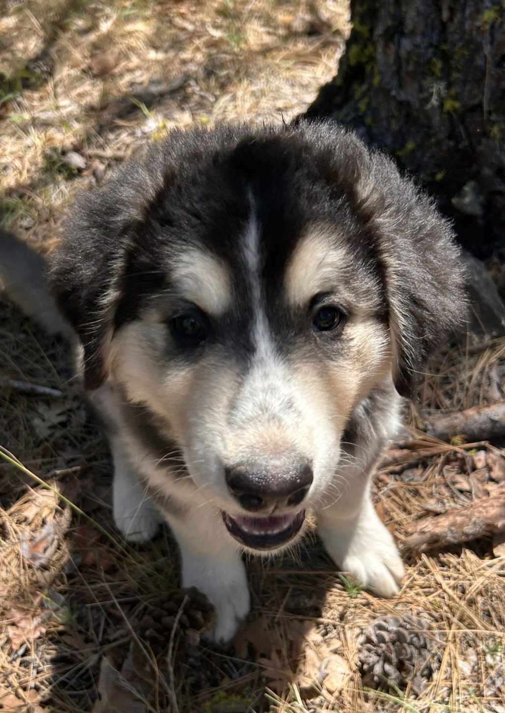 dog-image