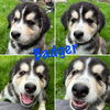 BADGER