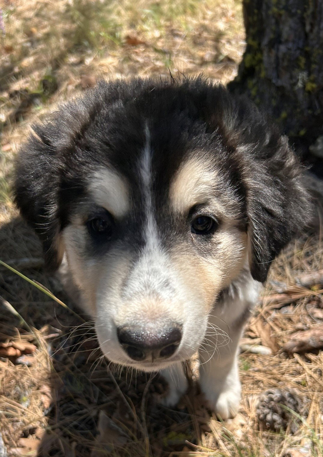 dog-image