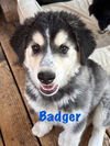 BADGER